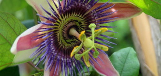 Flor