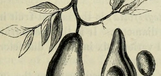 Palta (Dominio Público)