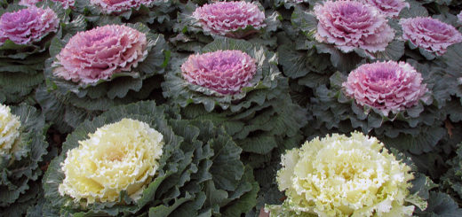 Kale, by terren in Virginia (CC) //www.flickr.com/photos/8136496@N05/2215084299/in/photolist-4nJToB-dBPSQ2-76T3Vr-bziRtn-oRehK5-4V31Wo-4socRe-6c7XmD-64CMtR-4TYPzS-5he8LA-pq53Z9-94D5kj-7dgW6j-bwQS2z-4PjT9P-5s93dr-pw6fXC-HDbXAQ-pT8AQF-pEGujZ-bXmiHX-6P1z47-oTSSgx-7SsnUJ-gpYRPz-jwxxUw-5CiHgm-bnuBBq-7urdAp-6nSzXZ-a8koiz-pwgR6s-divNzL-bP3jQ-h87uJ-7yrB7-8MFDHF-bXfJM2-8YjgNR-5LfJqb-5KPDDb-hAJcDa-RV2NFh-pUy4t-4Fn8MJ-ao7Pbh-8YnjtJ-8YnjKw-9BiswQ/