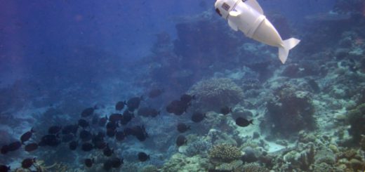 3SoFi swimming with real fish3 - Photo: Joseph DelPreto, MIT CSAIL