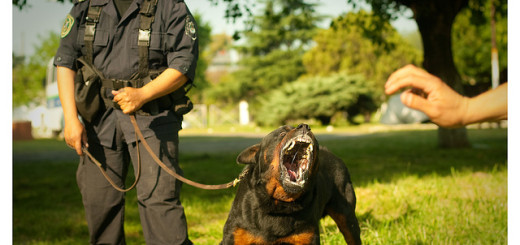 Dog angry