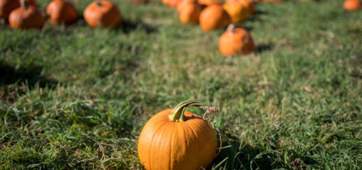 calabaza